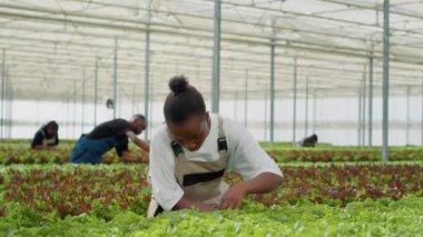 Afro-Amerikan organik tarım işçisi, serada, mahsul toplamadan önce en iyi kalite marul bitkileriyle ilgileniyor. Çeşitli toplayıcılar sağlıksız fideleri araştırıyor..