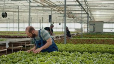 Kafkasyalı çiftlik toplayıcısı organik yeşil marul topluyor raflarda Afrikalı Amerikalı bir adam tarafından serada teslimat için itiliyor. Haşere ilacı olmadan yetişen sebzeleri toplayan bir sera çalışanı..