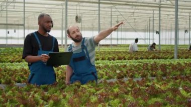 İki organik ekin çiftçisi organik marul için hasat ve teslimat planlamak için tarımsal yönetim yazılımlarıyla dizüstü bilgisayar kullanıyorlar. Çevrimiçi sebze satan çeşitli tarım işçileri..