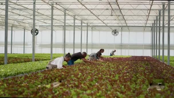 Olika Växthusarbetare Samlar Biosallad För Att Inspektera Växter Efter Skadade — Stockvideo