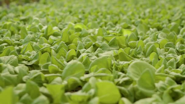 Extreme Closeup Green Lettuce Leaves Grown Organic Farm Being Cultivated — Vídeo de Stock