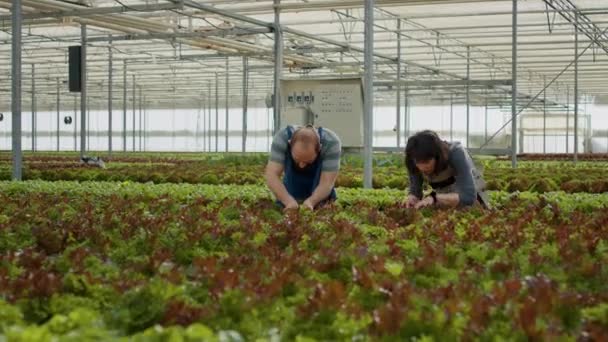 Caucasian Greenhouse Workers Inspecting Organic Crops Ready Harvesting Doing Quality — Wideo stockowe