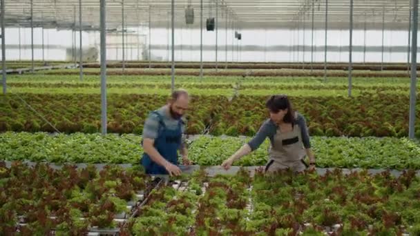 Man Woman Working Cultivating Salad Hydroponic Enviroment Gathering Bio Green — Stok video