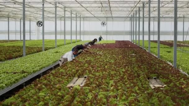 Diverse People Working Greenhouse Gathering Lettuce Microgreens Inspecting Plants Damaged — Stock Video