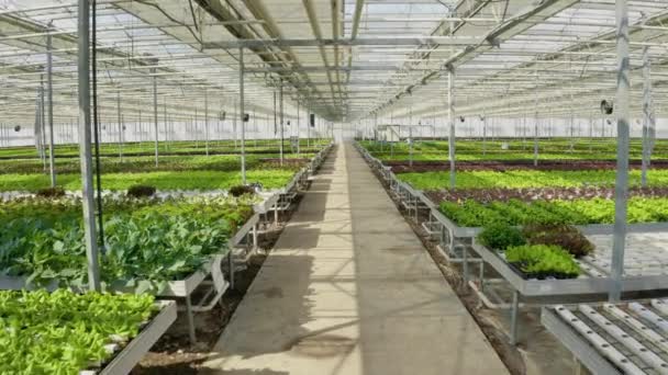 温室中的水栽环境 灌溉系统为当地市场种植不同类型的有机生菜 生物食品是在没有杀虫剂的情况下有机种植的 无人驾驶飞机射击 — 图库视频影像