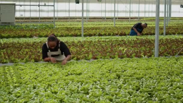 Agricultural Worker Cultivating Organic Lettuce Checking Pests Hydroponic Enviroment Looking — Stockvideo