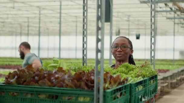 Portrét Afrického Amerického Skleníkového Dělníka Tlačícího Police Různými Druhy Salátu — Stock video