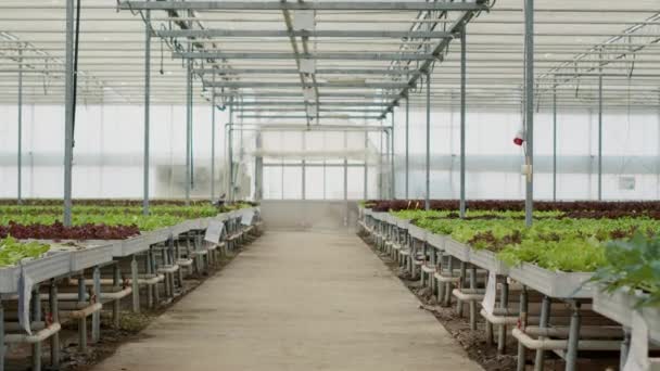 カラフルな混合レタスの種類と有機野菜の行で透明なフィルムで覆われた空の温室で拡大します 健康なバイオ作物を栽培するための水文環境では誰も — ストック動画