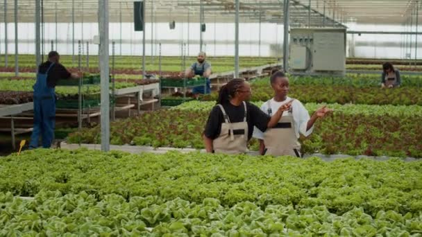Two African American Greenhouse Workers Standing Rows Lettuce Crops Inspecting — Stockvideo