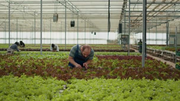 Caucasian Man Working Greenhouse Inspecting Lettuce Plants Checking Damage Pests — Vídeo de Stock