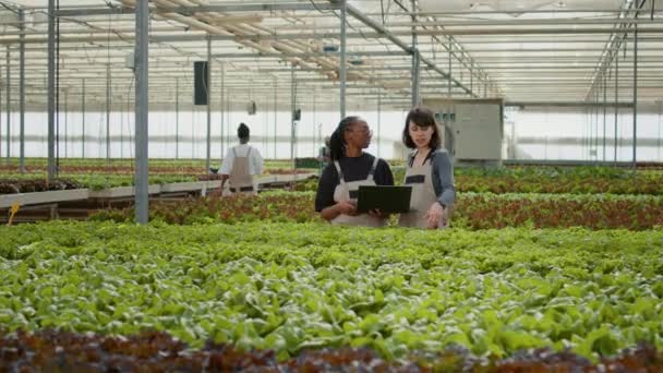Farklı Kadın Organik Marul Hasat Teslimatı Planlamak Için Tarımsal Yönetim — Stok video
