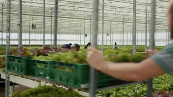 African American Man Working Greenhouse Inspecting Green Lettuce Crop Damage — Vídeo de Stock