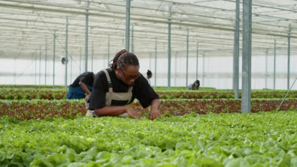 African American Agricultural Worker Harvesting Organic Lettuce Checking Pests Hydroponic — Wideo stockowe