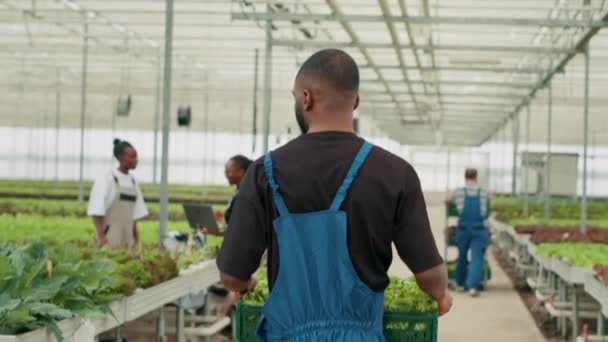 Pohled Zadní Části Africké Americké Farmy Pracovník Chůze Při Držení — Stock video
