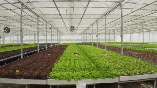 Rows Different Types Organic Lettuce Bio Vegetables Grown Pesticides Greenhouse — Vídeo de stock