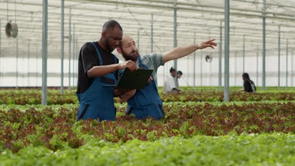 Diverse Organic Lettuce Growers Using Laptop Agricultural Management Software Plan — Stok video