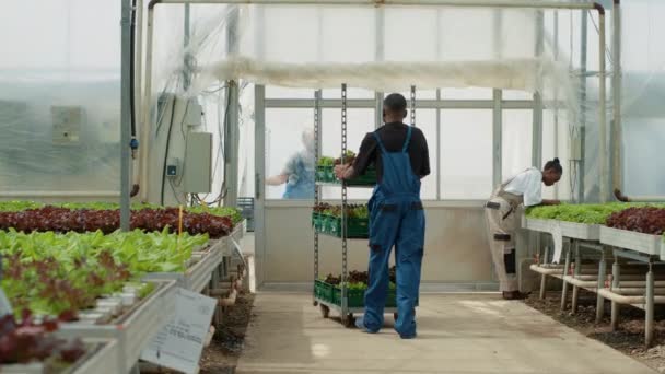 Afrikansk Amerikansk Salladsplockare Driver Rack Växthuset För Lastning Och Leverans — Stockvideo