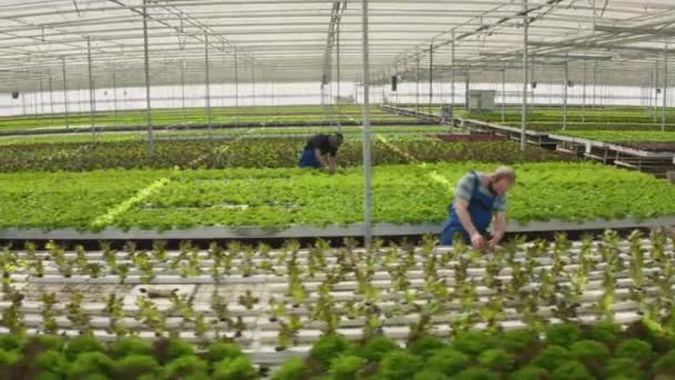 利用滴灌系统在水栽环境中进行作物养护的各种温室工作人员 用于种植生物作物 种植不同类型有机生菜的蔬菜种植者 空中业务 — 图库视频影像