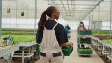African american farm worker walking away in greenhouse holding crate greeting caucasian woman pusing crates with lettuce. Vegetables picker preparing daily production for delivery to local business.
