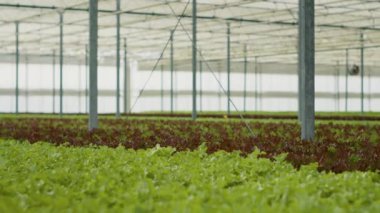 Empty greenhouse with rows of different types of bio lettuce fully grown ready for harvesting and delivery to local stores. Hothouse with no people with vegetable crops being grown with no pesticides.