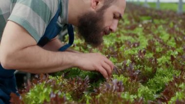 Organik tarım işçilerinin serada kalite kontrolü yapan en kaliteli mahsuller için biyo-marul filizlerini incelemesine özen gösterin. Beyaz adamın elleri, filizlere bakan bitkileri inceliyor..