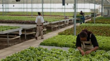 Greenhouse worker looking at green leaves cultivating organic plants checking for pests in hydroponic enviroment. African american woman inspecting lettuce doing quality control.