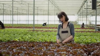 Agricultural worker in hydroponic enviroment doing quality control for bio crop before harvesting in modern greenhouse. Caucasian woman inspecting lettuce plants checking for damaged seedlings.