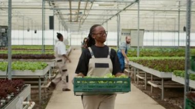 Serada yürürken gülümseyen Afrikalı Amerikalı bir kadının portresi. Elinde sandık dolusu iş arkadaşı rafları itiyor. Taze marul taşıyan organik tarım işçisi böcek ilacı kullanmadan yetiştiriliyor..