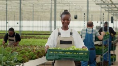 Serada elinde taze toplanmış marulla serada gülümseyen kadının portresi. Afrikalı Amerikalı organik tarım işçisi günlük hidrofonik çevrede üretim gösteriyor.