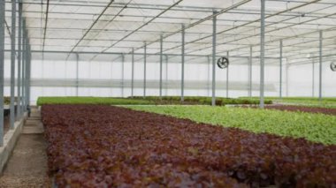 No people in greenhouse with hydroponic system growing bio lettuce for delivery to local supermarkets or vegetable market. Empty hydroponic enviroment with organic food being grown with no pesticides.