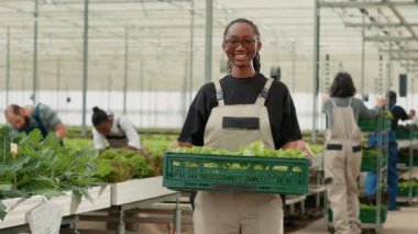 Organik gıda yetiştiricisinin portresi taze marul üretimini yerel mağazalara teslim etmeye hazır sandıkla gösteriyor. Gülümseyen Afro-Amerikan sebze çiftçisi elinde taze salata tutuyor..