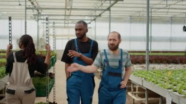 Experienced bio vegetables farmer presenting greenhouse and workers to new african american employee on his first day. Organic farm owner showing lettuce plantation and seedlings to novice coworker.