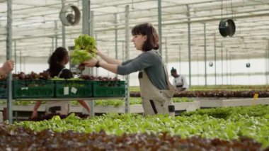 Woman farm worker harvesting fresh bio vegetables grown with no pesticides loading crate on rack pushed by man for delivery. Caucasian farm picker gathering organic green lettuce in greenhouse.