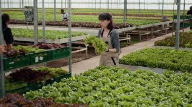 Beyaz çiftçi organik yeşil marul topluyor raflarda insan tarafından serada teslimat için itilen sandıklar. Kadın tarım işçisi tarım ilacı olmadan yetişen taze biyo-sebzeleri hasat ediyor..