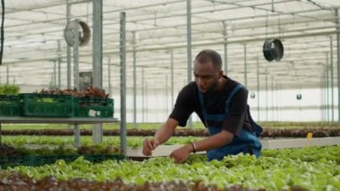 Afro-amerikan biyo-tarım işçisi yeşil marul topluyor raflarda teslimata hazır ve başparmakları havada el hareketi yapıyor. Sebze toplayıcısı, böcek ilacı kullanmadan yetişen organik bitkileri topluyor..