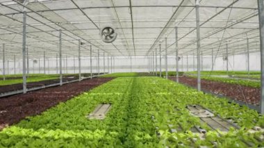 Hydroponic enviroment in greenhouse with ventilation system with big fans growing different types of organic lettuce for local market. Bio food being grown organically. Aerial drone shot