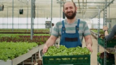 Seradaki iş arkadaşlarına bakarken elinde organik sebzelerle yürüyen ve sandık taşıyan çiftçi portresi. Beyaz bir adam gülümserken taze bir yığın el salatayı teslimat için topluyor..