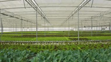 Rows of different types of lettuce and bio vegetables grown without pesticides in hothouse with transparent film. Organic crops growing in greenhouse. Aerial drone shot