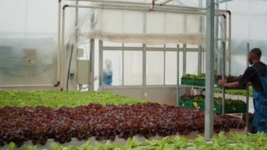 African american farm worker pushing rack with crates of lettuce out of greenhouse for loading and delivery to local market. Caucasian man opening door for picker exiting building with harvested crop.