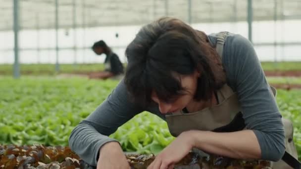 Portret Kobiety Rasy Kaukaskiej Badającej Biouprawy Poszukiwaniu Uszkodzonych Roślin Przed — Wideo stockowe