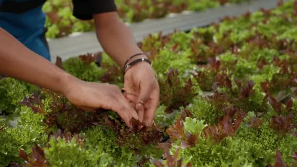 Closeup African American Man Hands Inspecting Plants Doing Quality Control — Stock Video