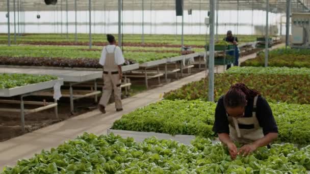 Greenhouse Worker Looking Green Leaves Cultivating Organic Plants Checking Pests — Stockvideo