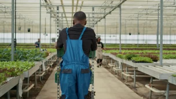 View Back African American Man Pushing Rack Lettuce Crates Greeting — Stockvideo