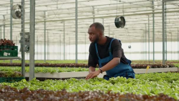 Afroamerikansk Bioarbetare Som Samlar Grönsallad Redo För Leverans Hyllan Med — Stockvideo
