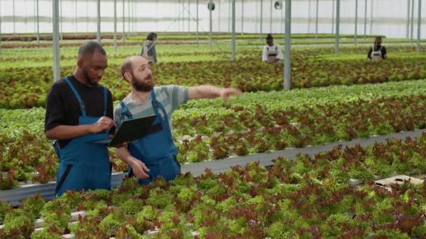 African American Farmer Holding Laptop Talking Caucasian Worker Harvesting Organic — Stockvideo