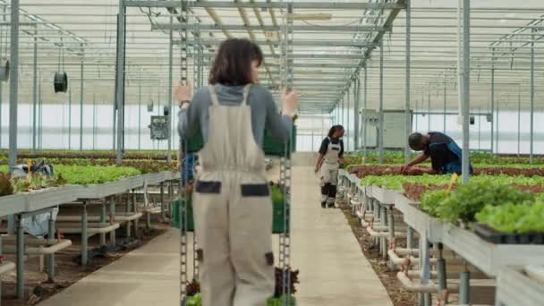 Caucasian Woman Walking Away Pushing Rack Different Types Lettuce While — Video