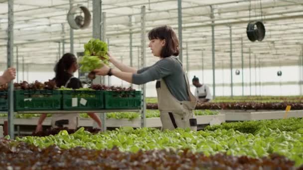 Donna Contadina Che Raccoglie Verdure Biologiche Fresche Coltivate Senza Pesticidi — Video Stock