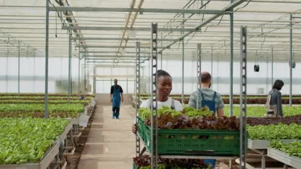 African American Greenhouse Worker Pushing Rack Crates Lettuce Harvest While — Αρχείο Βίντεο