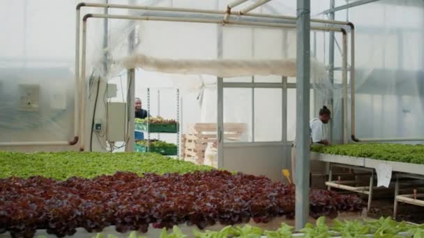 African American Farm Worker Entering Greenhouse While Pushing Rack Crates — 图库视频影像