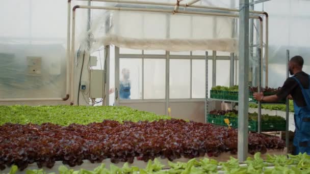 African American Farm Worker Pushing Rack Crates Lettuce Out Greenhouse — Stok video